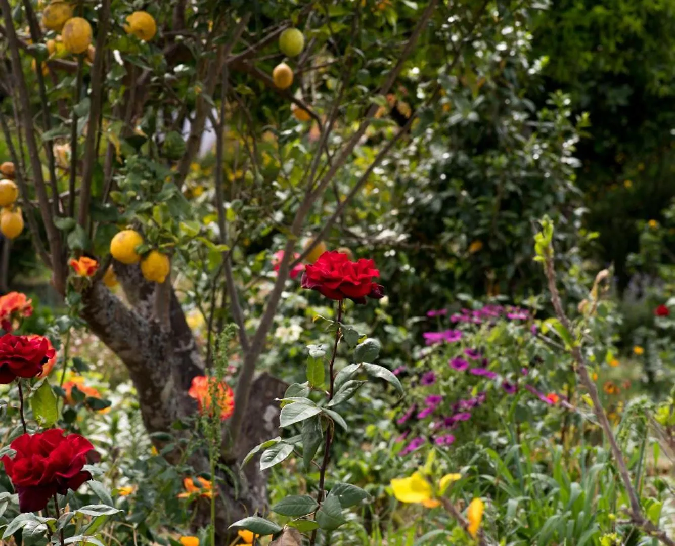 *** Bed & Breakfast Casa Spa D'Alma Monchique Portugal